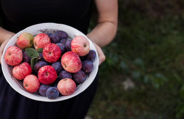Woman hands holds Plum ad apple plate in garden.