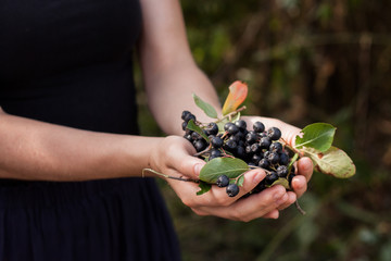 Woman hands holds chokeberry in garden.