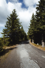 The forest path that leads to the top of the mountain.