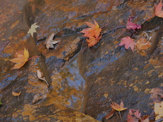 autumn leaves on water