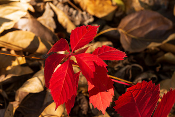 ein rotes Ahornblatt im Herbst
