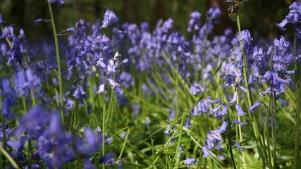 BlueBells in Hertfordshire Woodland