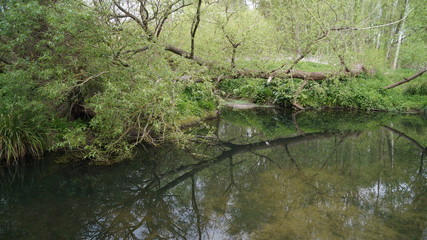 BlueBells in Hertfordshire Woodland