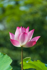 Beautiful pink lotus flower or science name Nelumbo is blooming with natural green background