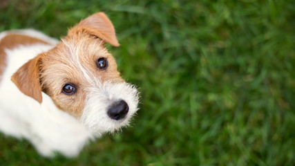 Visage de chien - mignon chiot jack russell heureux regardant dans l& 39 herbe, bannière web avec espace de copie
