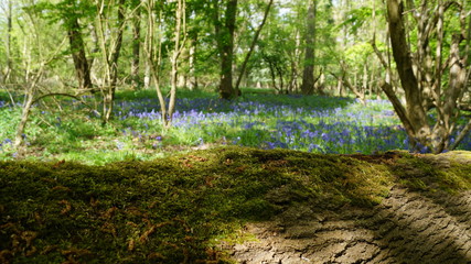Fototapeta na wymiar British Wildflower Bluebell Woods