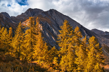 Forest of orange larch trees in autumn season, Formazza Valley