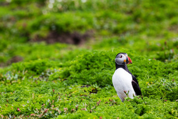 24th May 2015, Pembrokeshire, Wales. Atlantic puffin against foliage.