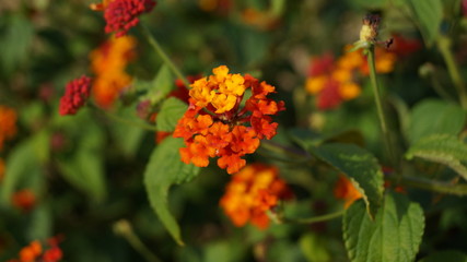 British Wildflower Orange Red and Yellow