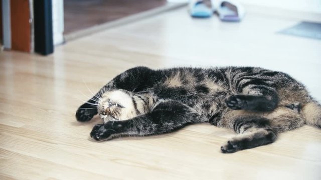 Domestic cute British cat amused by a wooden catnip stick 4K. Long shot of black and brown striped cat in focus lying on the home floor.