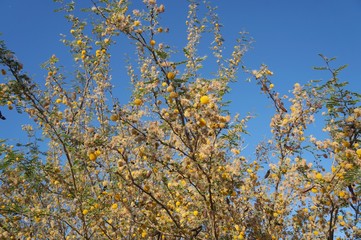 Yellow acacia mimosa blossom 