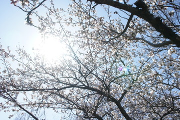眩しい桜