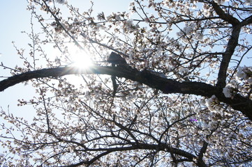 桜の木漏れ日