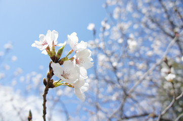 桜の一房