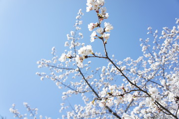 桜と青空