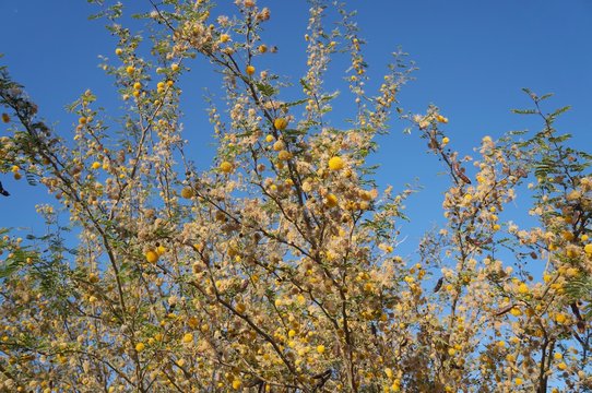 Yellow acacia mimosa blossom 