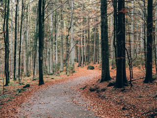 Forest path. Beautiful autumn forest landscape.