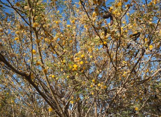 Yellow acacia mimosa blossom 