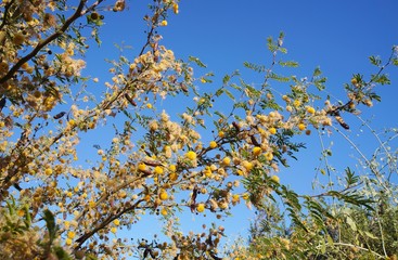 Yellow acacia mimosa blossom 