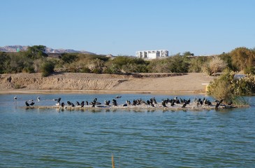 Lake in the park, cormorants resting near the water, selective focus