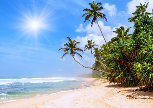 exotic tropical beach with palms