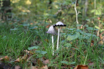 The fungus shaggy ink cap. Coprinus comatus.
