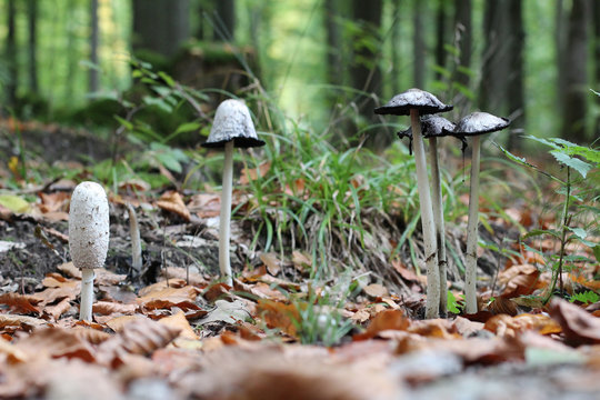 Autolysis Bilder Durchsuchen 485 Archivfotos, und