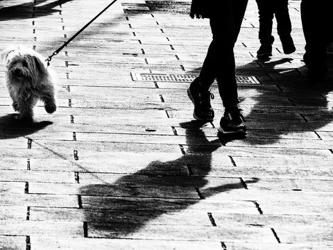 Dog on a leash