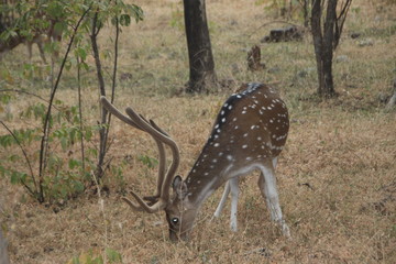 Wildtiere in Indien