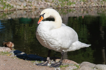 swan on the shore of the pond