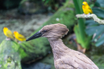 AVES