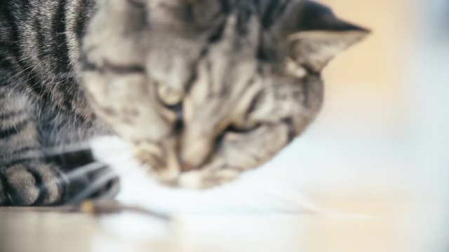 Cat pick a wooden stick from floor close-up 4K. Long shot slow motion of cute British breed cat in focus trying to bite a small wooden stick on the floor.