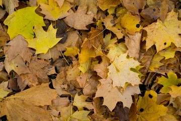 Maple leaves