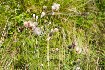 White faded thistle in the grass