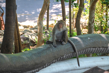 Monkey sitting on a rock