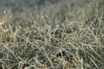 frozen grass on the ground