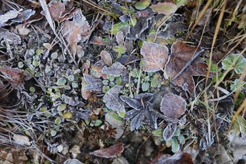 Leaves with hoar frost (Raureif) 4074