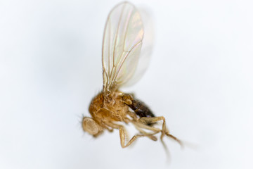 Study genetic of Drosophila melanogaster (fruit fly, vinegar fly) for education in laboratory.