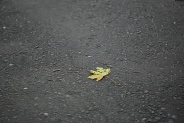 Textured asphalt background with yellow maple leaf. Nature and man. The concept of loneliness and opposites. Copy space