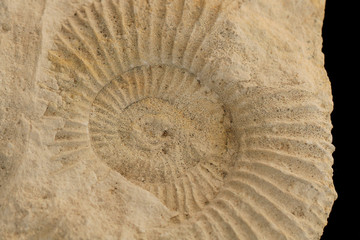 ammonites fossil texture © jonnysek