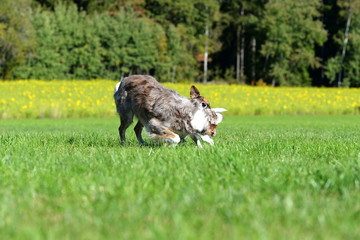 spielende Hunde. Hütehund kämpft spielerisch mit Terrier auf einer Wiese