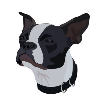 Portrait of Boston Terrier. Vector illustration