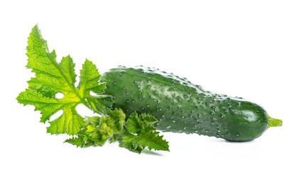 Cucumbers with leaves on white background.