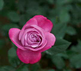 美しい赤紫の薔薇