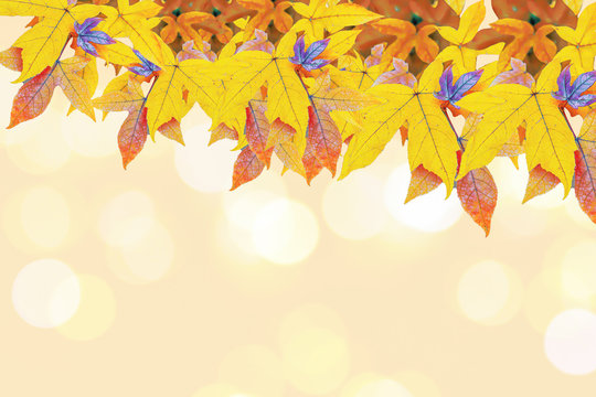 Closeup on maple colorful leaves on bright yellow warm light with bokeh in autumn winter holiday season background.