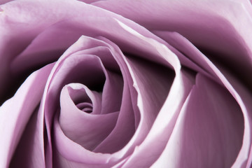 Obraz premium Macro detail of gorgeous purple rose, wedding flower