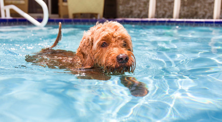 Miniature golden doodle swimming in pool