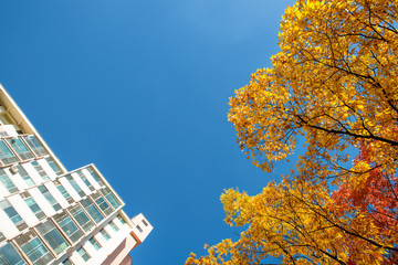 the colourfully colored maple and building with blue sky