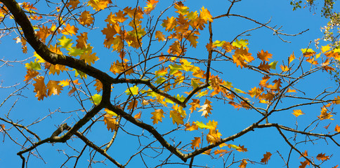 colorful autumn oak leaves and blue sky background