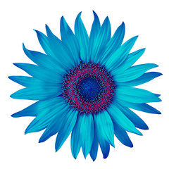 flower cerulean red-violet isolated on a white  background. Close-up.  Nature.